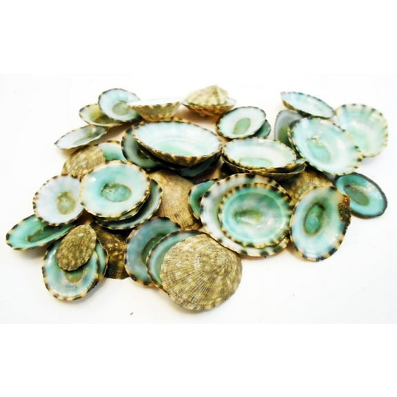 50 Small Green Limpet Shells Seashells Shellcraft Beautiful Beach Nautical