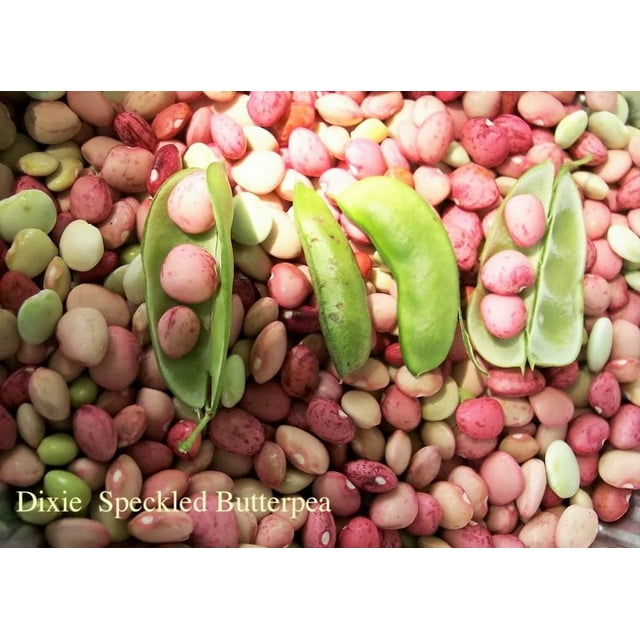 50 Speckled Dixie BUTTERPEA LIMA BEAN Phaseolus Vulgaris Bush Vegetable