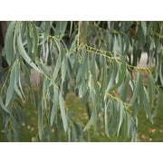 Creatine 50 Spinning Gum Eucalyptus Seeds   Perennial Flowering Tree Seeds for Garden Planting