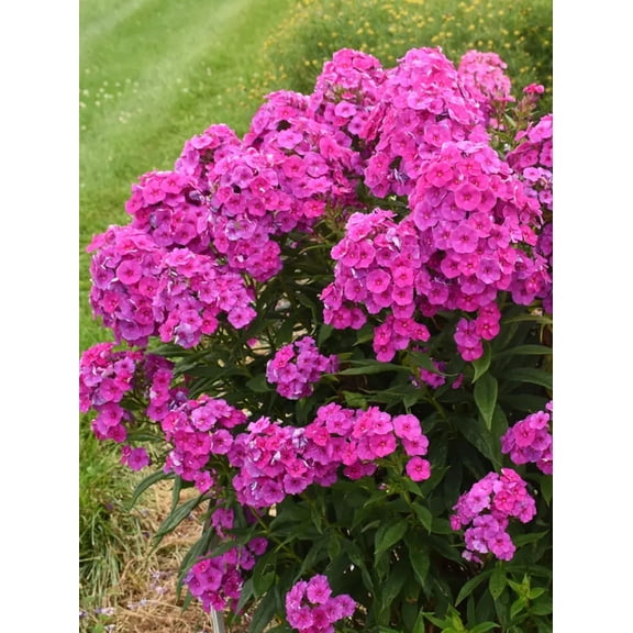 50 Material Girl Phlox Seeds Perennial Garden Flower Butterfly & Pollinator Friendly Blooms