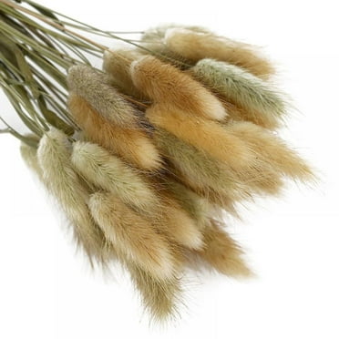50 Stems Natural Dried Bunny Tail Grass, Rabbit Tail Grass, for Home Decor, Small Pampas Grass for Boho Decor, Wedding Bouquets and Flower Arrangement