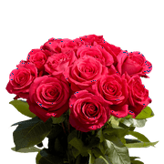 50 Stems of Hot Pink Pink Floyd Roses- Beautiful Fresh Cut Flowers- Express Delivery