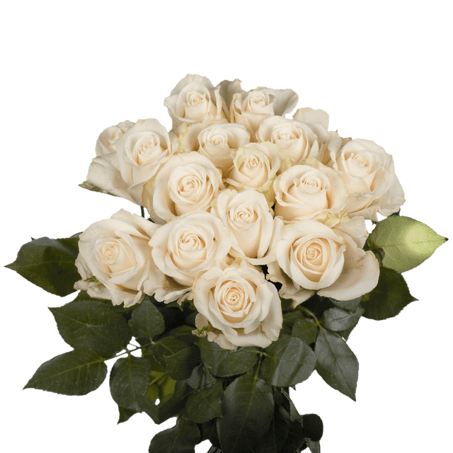 50 Stems of Ivory Roses Beautiful Fresh Cut Flowers Express Delivery