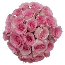 50 Stems of Light Pink Champagne Mandala Roses- Beautiful Fresh Cut Flowers- Express Delivery