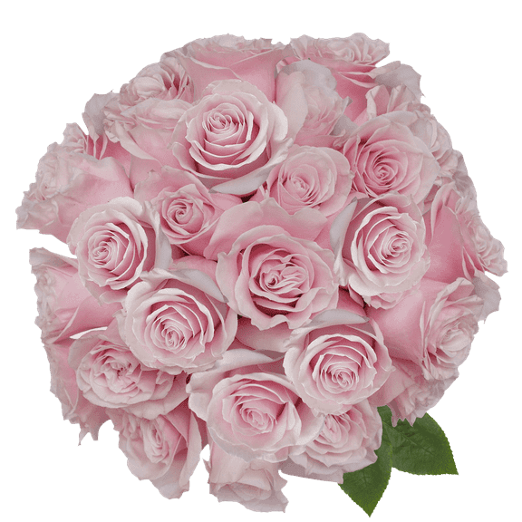 50 Stems of Light Pink Cream Mondial Roses- Beautiful Fresh Cut Flowers- Express Delivery