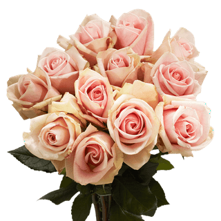 Hot Pink Roses 50 cm - Fresh Cut - 100 Stems