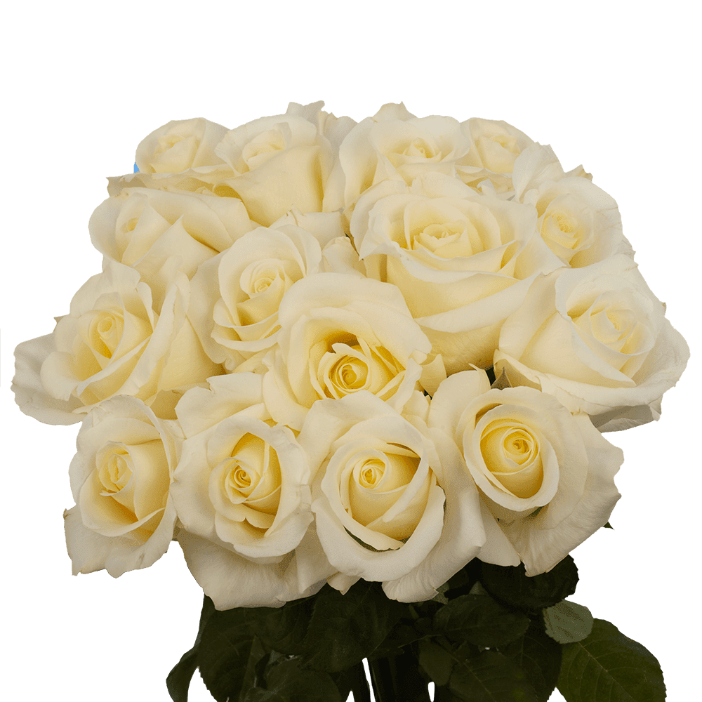 Snowstorm Roses Beautiful White Roses Flowers Images | Best Flower Site