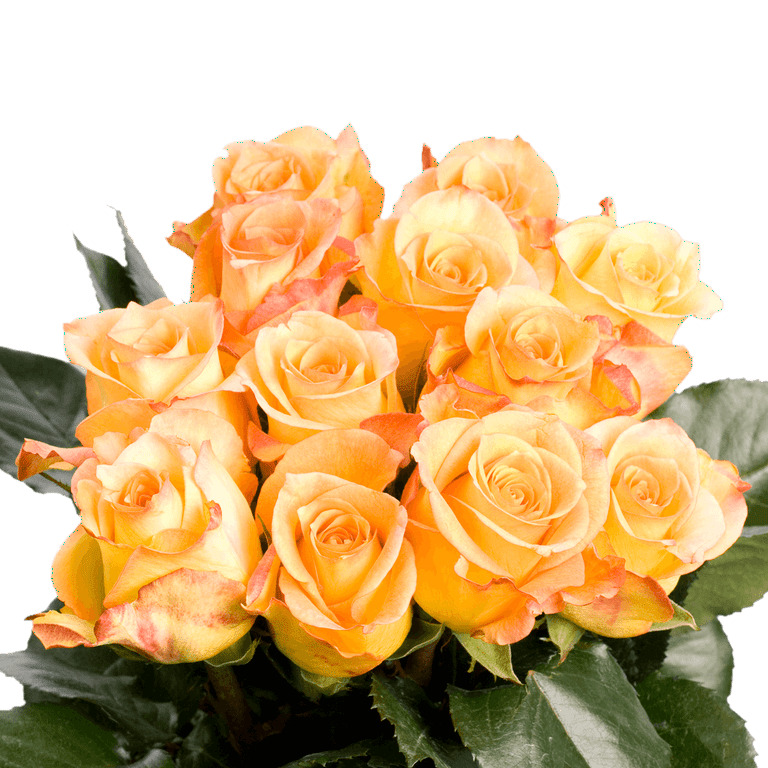 fresh beauty rose