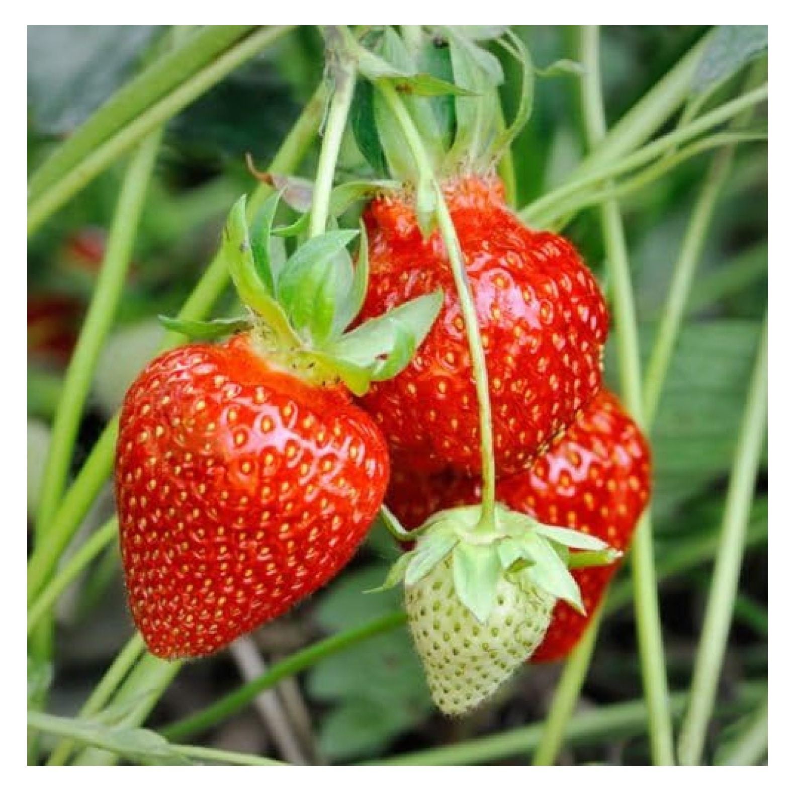 50 Strawberry Plants bareroot Everbearing / Dayneutral