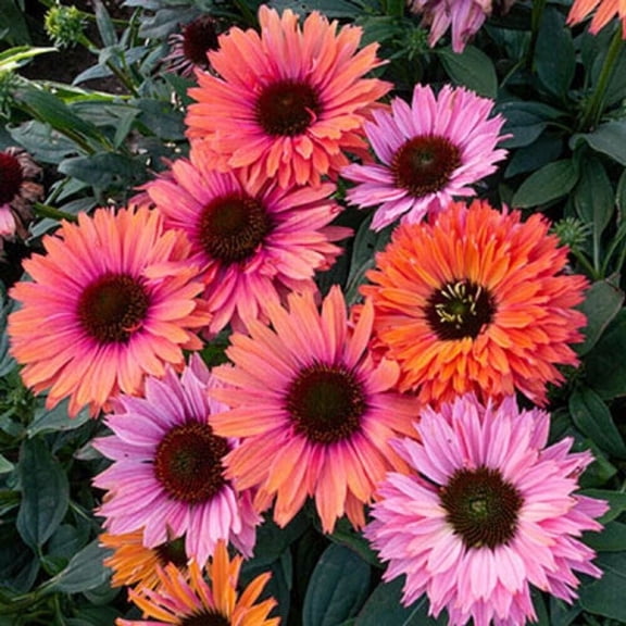Sunseeker Rainbow Coneflower Seeds 50 Echinacea Purpurea Perennial Flower Seeds for Garden, Pollinator Friendly