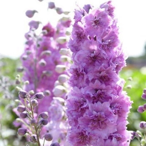 50 Sweethearts Delphinium Seeds, Perennial Flower Garden Seeds, Mixed Color Blooms