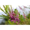 thumbnail image 1 of 50 TRUE INDIGO Dye Indigo Indigofera Tinctoria Pink Purple Sub Shrub Flower Seeds, 1 of 10