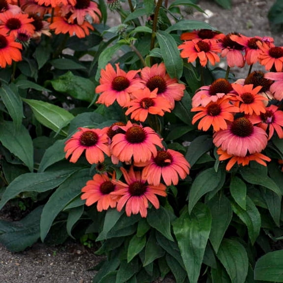 50 Tanager Coneflower Seeds, Echinacea Purpurea Perennial Bloom Flower Seeds
