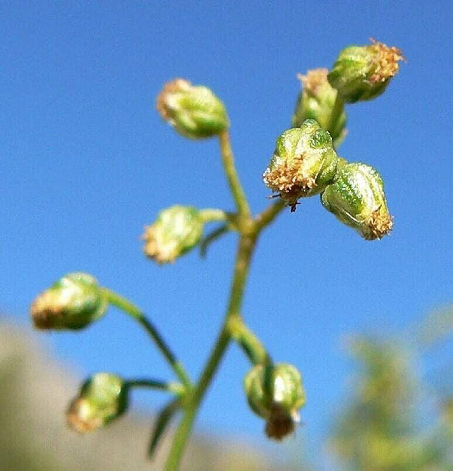 50 Tarragon Herb Seeds for Planting Artemisia Dracunculus Dragon Herb