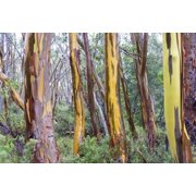 50 Tasmania yellow Eucalyptus Seeds Tree Flower Perennial Flowers Seed 1342