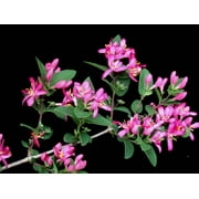 50 Tatarian Asian HONEYSUCKLE Lonicera Tatarica Pink Flower Shrub Bush Seeds