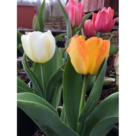 50 Tequila Sunrise Tulip Mix Bulbs