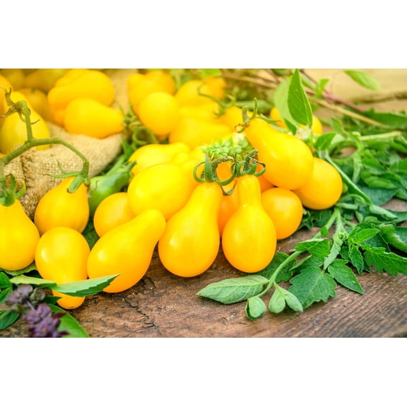 50 Tomato Seeds - Yellow Pear Tomato - Great for Salads, Big Yielder