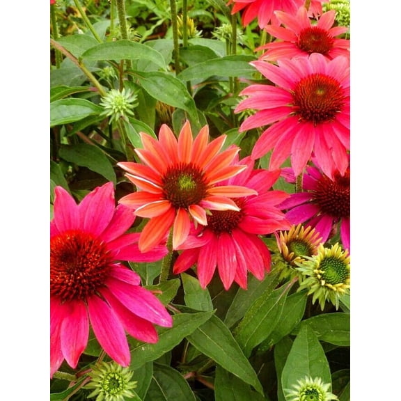 Tres Amigos Coneflower Seeds, Echinacea Perennial Flower Seeds, 50 Count, USA Grown
