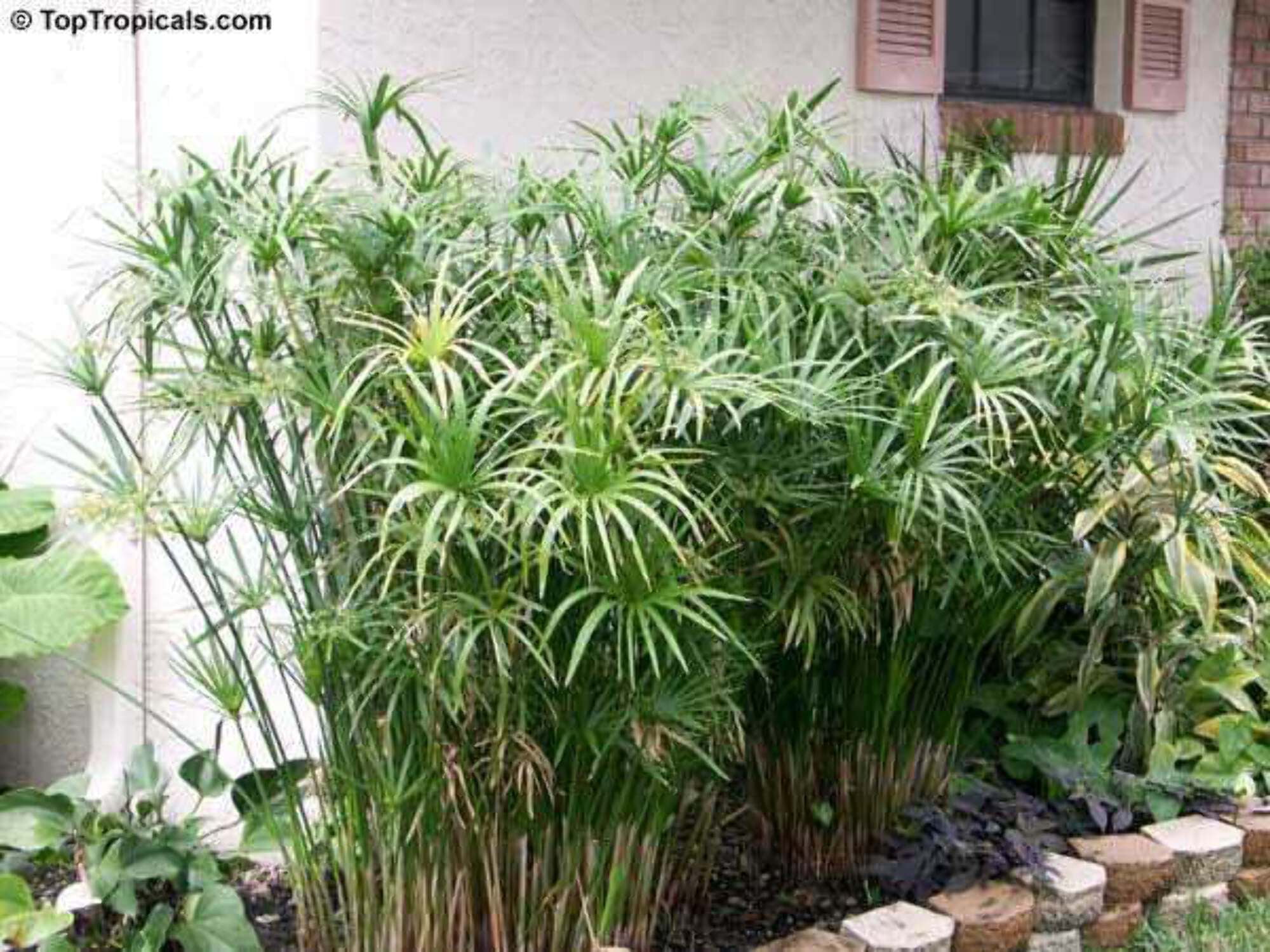 Cyperus Alternifolius Umbrella Palm