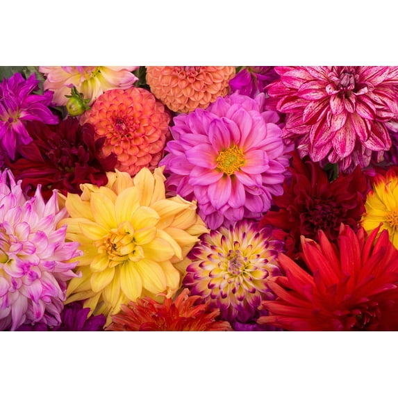 50 Unwins DWARF MIX DAHLIA Variabilis Mixed Colors Semi Double Bicolor Pink Purple Red Orange Yellow White Flower Seeds