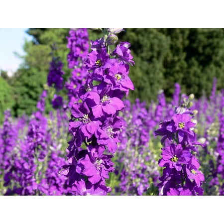 50 VIOLETTA VERBASCUM Phoeniceum Purple Mullein Nectar Flower Seeds