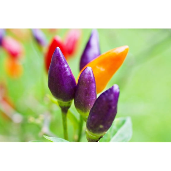 50 Variegated PURPLE TIGER PEPPER Trifetti Tricolor Capsicum Annuum Medium Hot Vegetable Seeds
