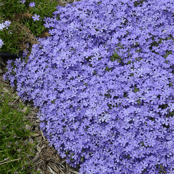 50 Violet Pinwheel Phlox Seeds