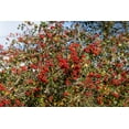 thumbnail image 1 of 50 WASHINGTON HAWTHORN Crataegus Phaenopyrum Mayflower Shrub Tree Edible Fruit & White Flowers Seeds, 1 of 10