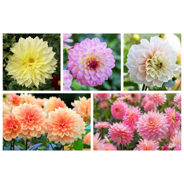 Seedville 50 WATERCOLOR MIX DAHLIA Variabilis Double Bloom Mixed Colors Yellow Peach Pink Lavender Cream Orange Flower Seeds