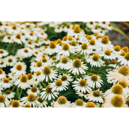 50 WHITE CONEFLOWER Echinacea Purpurea Flower Seeds
