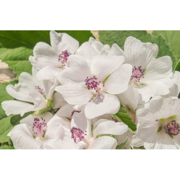 50 WHITE MARSH MALLOW Althea Officinalis Flower Seeds