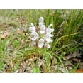 thumbnail image 1 of 50 WHITE PRUNELLA Vulgaris Heal All / Self Heal / Woundwort Herb Flower Seeds, 1 of 3