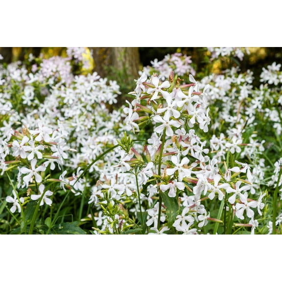 50 WHITE ROCK SOAPWORT Saponaria Vaccaria Alba Flower Seeds