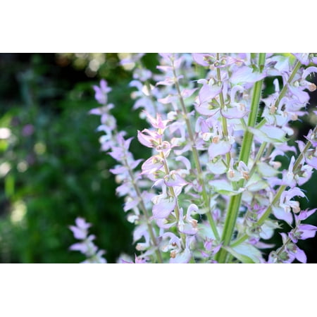 50 WHITE Swan CLARY SAGE Salvia Viridis Horminum Herb Flower Seeds