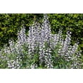 thumbnail image 1 of 50 WHITE WILD INDIGO Baptisia Alba Usa Native Pollinator Flower Seeds, 1 of 9