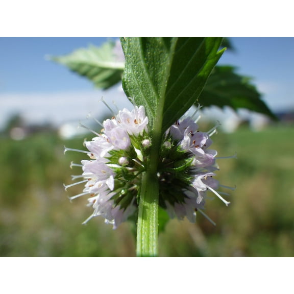 50 WHITE WOOD MINT Mentha Arvensis Wild Field Herb Flower Seeds