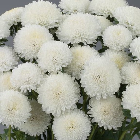 50 White Aster Flower Seeds