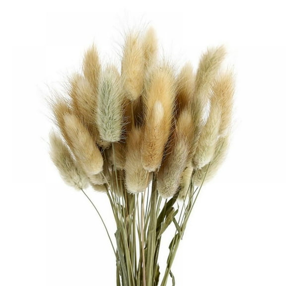 50 White Dried Lagurus Pampas Grass,Rabbit Tails Bunny Tails Handpicked Bunch,Dried Flowers for Interior Decoration Bohemian Home Wedding Decor