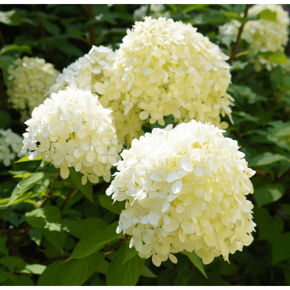 50 White Hydrangea Seeds for Planting, Hydrangea Quercifolia Seeds