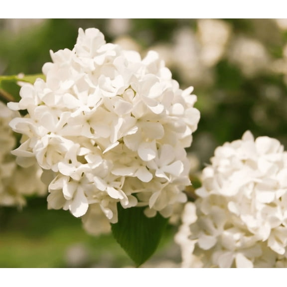 50 White Hydrangea Seeds for Planting, White Flower Seeds for Outdoor Garden
