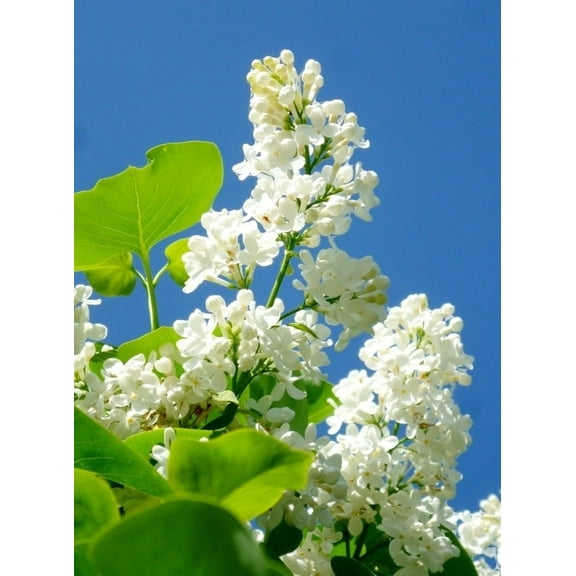50 White Lilac Seeds Extremely Fragrant Japanese Tree Lilac Shrub Syringa Vulgaris