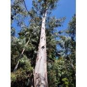 50 White Peppermint Eucalyptus Seeds Tree Flower Perennial Flowers Seed 1341