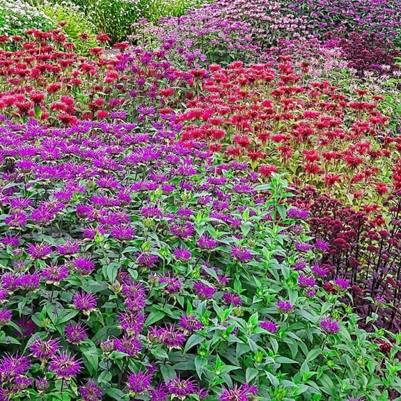 100 Candy Shop Bee Balm Seeds
