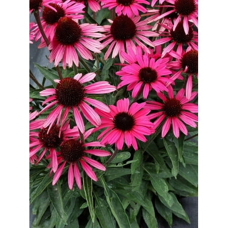 50 Wicked Coneflower Seeds, Echinacea Purpurea Perennial Flower Seeds, USA Grown
