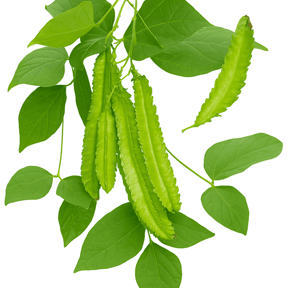 50+ Winged Bean Seeds – Dragon Four-Angled Bean – Non-GMO Heirloom Climbing Vegetable – 60–90 Days to Harvest by Mai’s Family