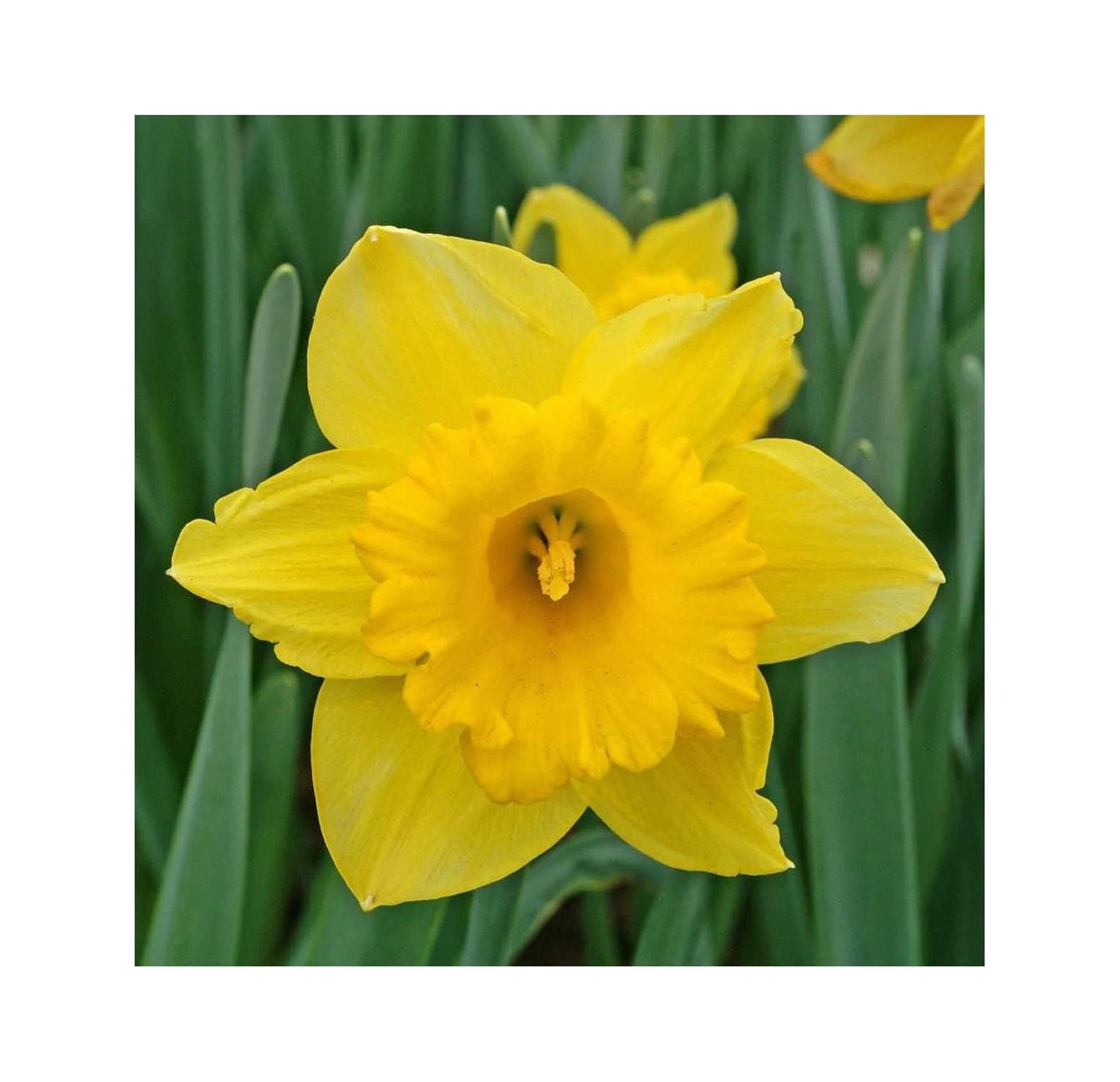 50 Yellow Daffodil Bulbs for Planting Dutch Master Value Bag Plant