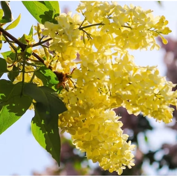 50 Yellow Lilac Seeds Extremely Fragrant Japanese Tree Lilac Shrub Syringa Vulgaris