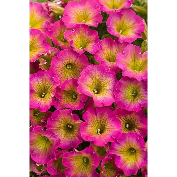 50 Yellow Pink Petunia Seeds Flower Perennial Flowers Annual Seed 285 US SELLER