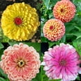 50+Zinnia Flower Seeds for OIF8 Planting OutdoorZinnia Flower Seeds